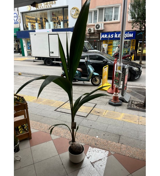 COCONUT