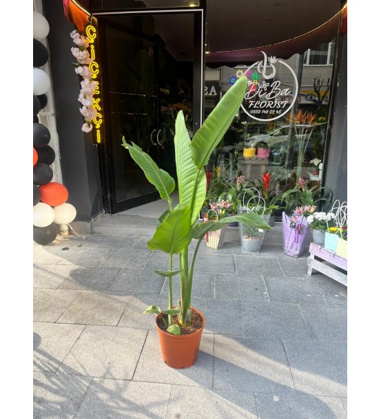 STARLİÇE BÜYÜK BOY